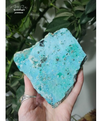 Chrysocolle brute français