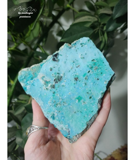 Chrysocolle brute français