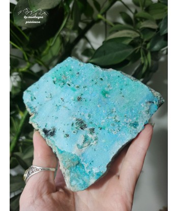 Chrysocolle brute français