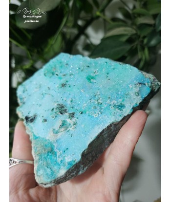 Chrysocolle brute français